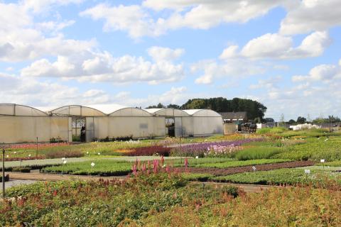 Vaste Planten Verhulst Containerveld