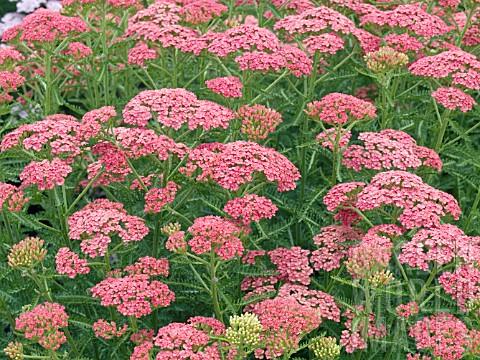 Achillea millefolium 'Apricot Delight'