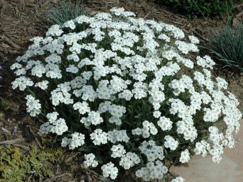 Achillea ageratifolia