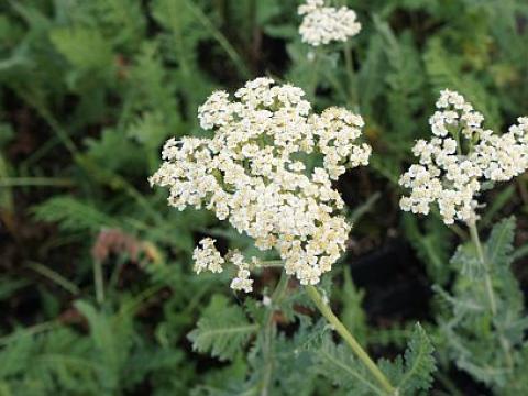 Achillea 'Alabaster'