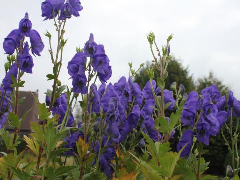 Aconitum carmichaellii  'Arendsii'