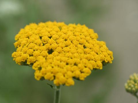 Achillea 'Coronation Gold'