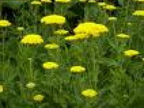 Achillea filipendulina 'Cloth of Gold'