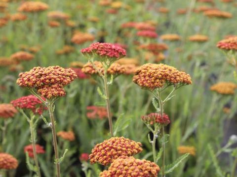 Achillea  'Feuerland'