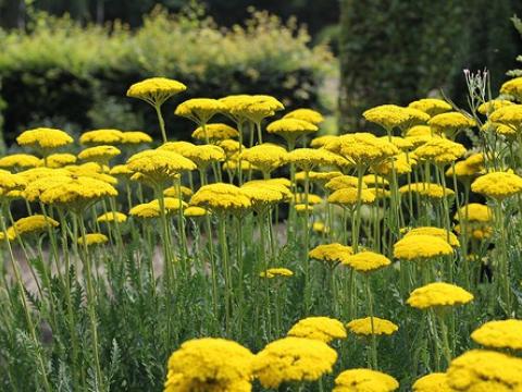 Achillea fillipendulina 'Parker's Variety' Achillea fillipendulina 'Parker's Variety'