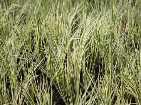 Acorus gramineus 'Oborozuki' Acorus gramineus 'Oborozuki'