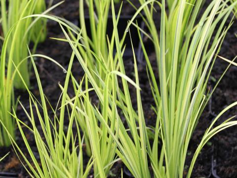 Acorus gramineus 'Ogon' Acorus gramineus 'Ogon'