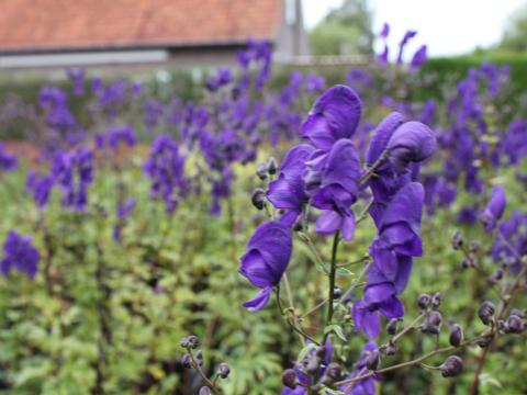 Aconitum henryi 'Spark's Variety'