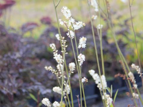 Actaea japonica 'Silver Dance'