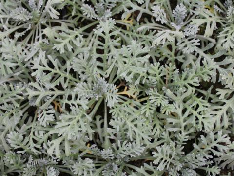 Achillea kellereri