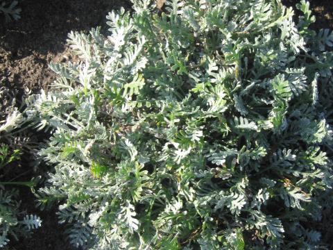 Achillea kolbiana