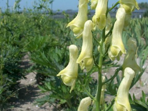 Aconitum lamarckii