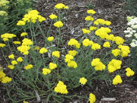 Achillea  'Little Moonshine'