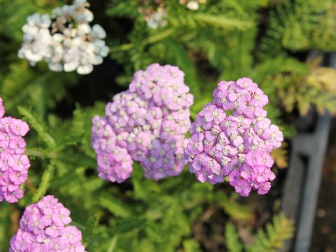 Achillea millefolium 'Appleblossom'