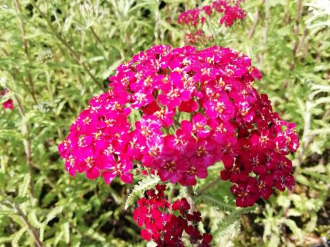 Achillea millefolium 'Christel'