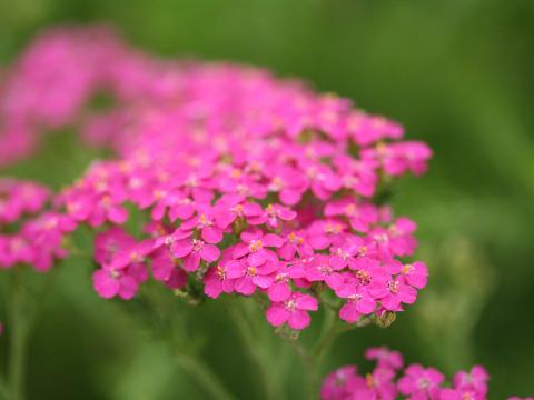 Achillea millefolium 'Cerise Queen'