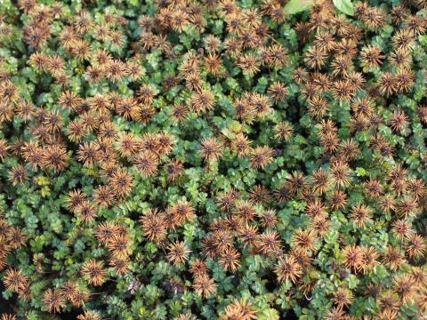 Acaena microphylla 'Dichte Matte'