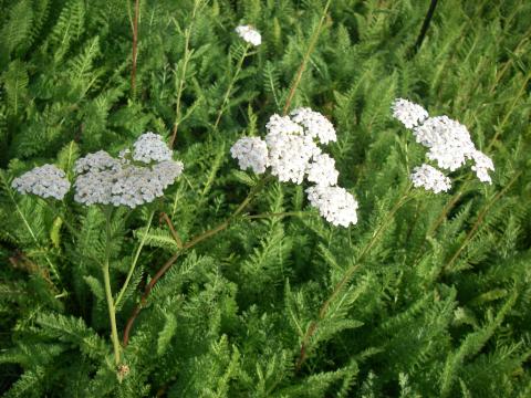 Achillea millefolium