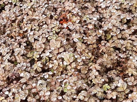 Acaena microphylla 'Kupferteppich'