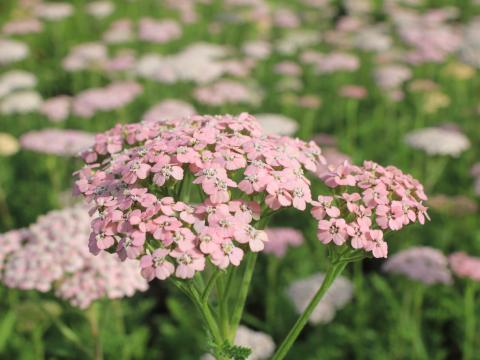 Achillea millefolium 'Lachschönheit'