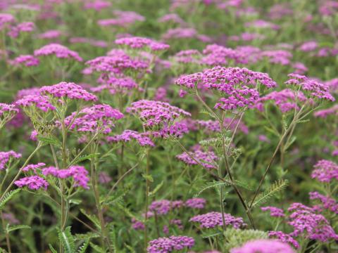 Achillea millefolium 'Lilac Beauty'