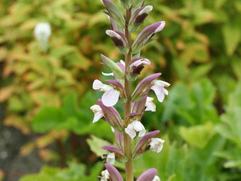 Acanthus mollis