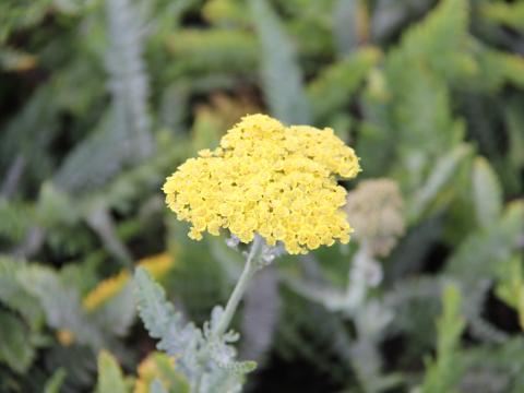 Achillea 'Moonshine' Achillea 'Moonshine'