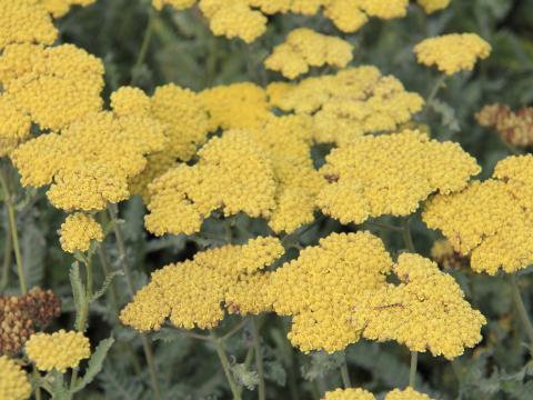 Achillea 'Moonshine'