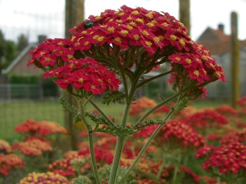Achillea millefolium 'Paprika' Achillea millefolium 'Paprika'