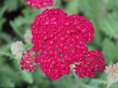 Achillea millefolium 'Pomegranate'