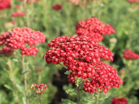 Achillea millefolium 'Red Velvet'