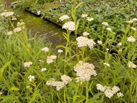 Achillea millefolium 'Schneetaler'