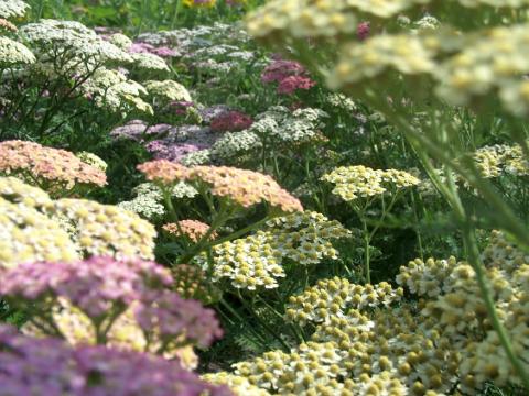 Achillea millefolium 'Summer Pastels'