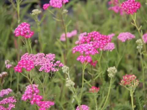 Achillea millefolium 'Summerwine'