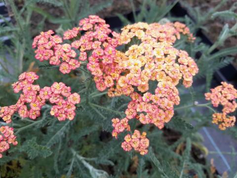 Achillea millefolium 'Tricolor'