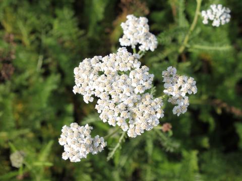 Achillea millefolium 'White Beauty'