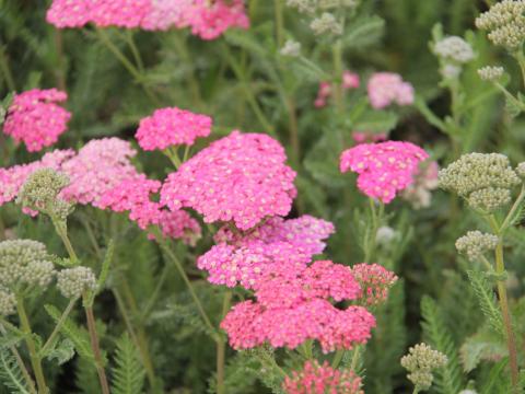 Achillea millefolium 'Wesersandstein'