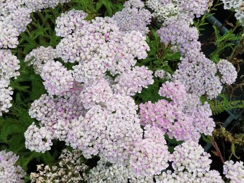 Achillea millefolium 'Wonderful Wampee'