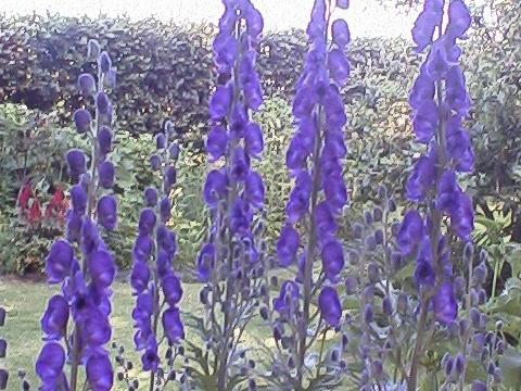 Aconitum napellus