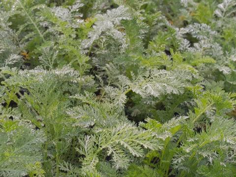 Achillea nobilis