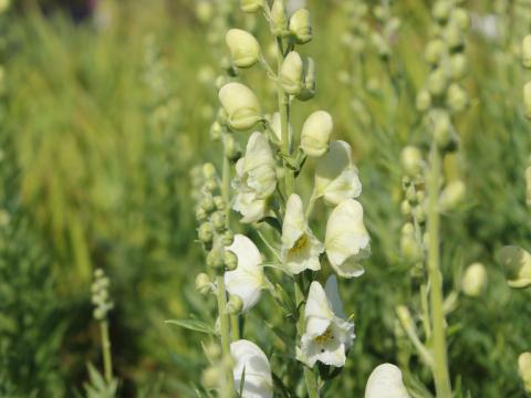 Aconitum napellus 'Schneewitchen'