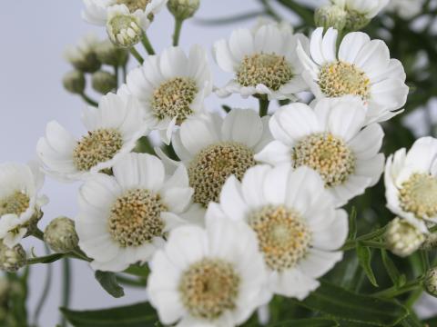 Achillea ptarmica 'Nana Compacta'