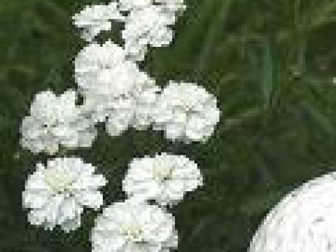 Achillea ptarmica 'Perry's white'