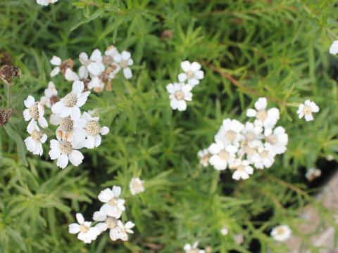 Achillea ptarmica