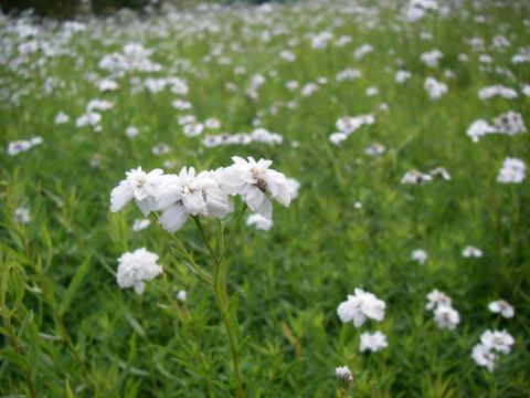 Achillea ptarmica 'The Pearl'