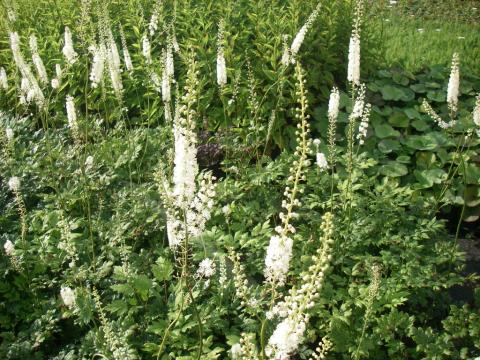 Actaea ramosa Actaea ramosa
