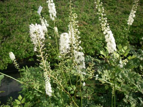 Actaea racemosa var. cordifolia