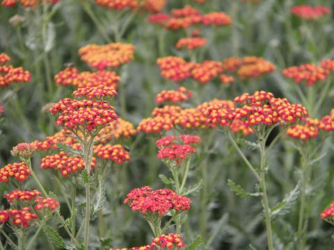 Achillea  'Safran'