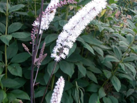 Actaea simplex 'Atropurpurea'