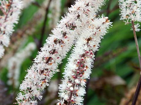 Actaea simplex 'Black Negligee'